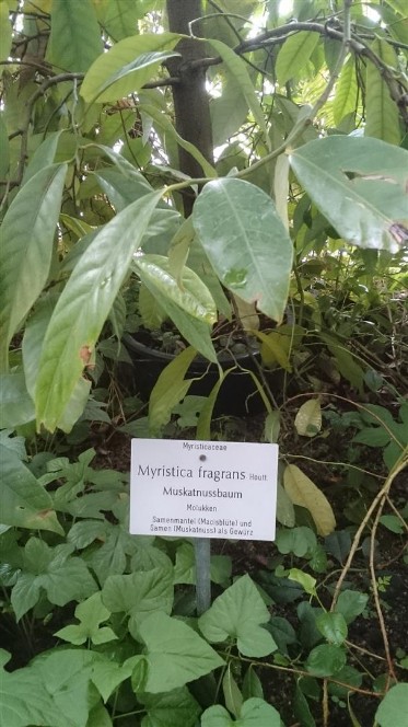 Muskatnussbaum